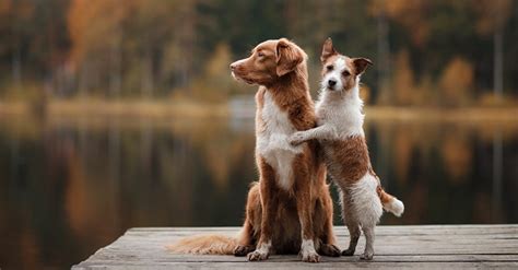 Léducation sexuelle du chien : à faire et à ne pas faire